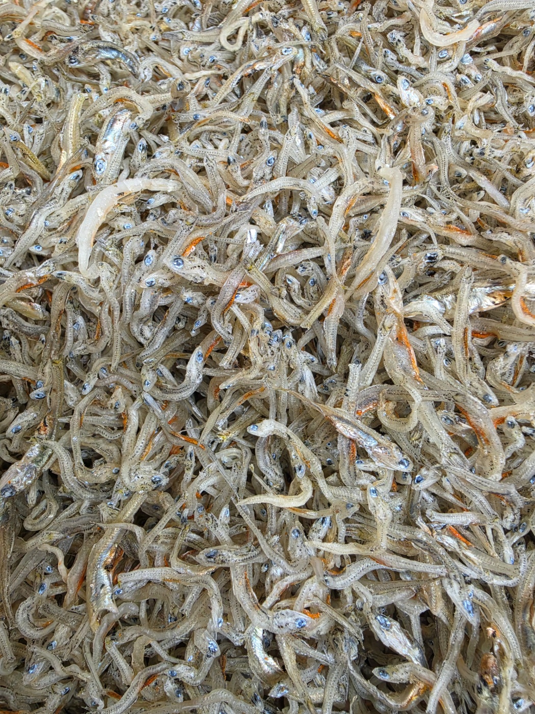 저염 은빛멸치 1.4kg 내외 상세 사진 2