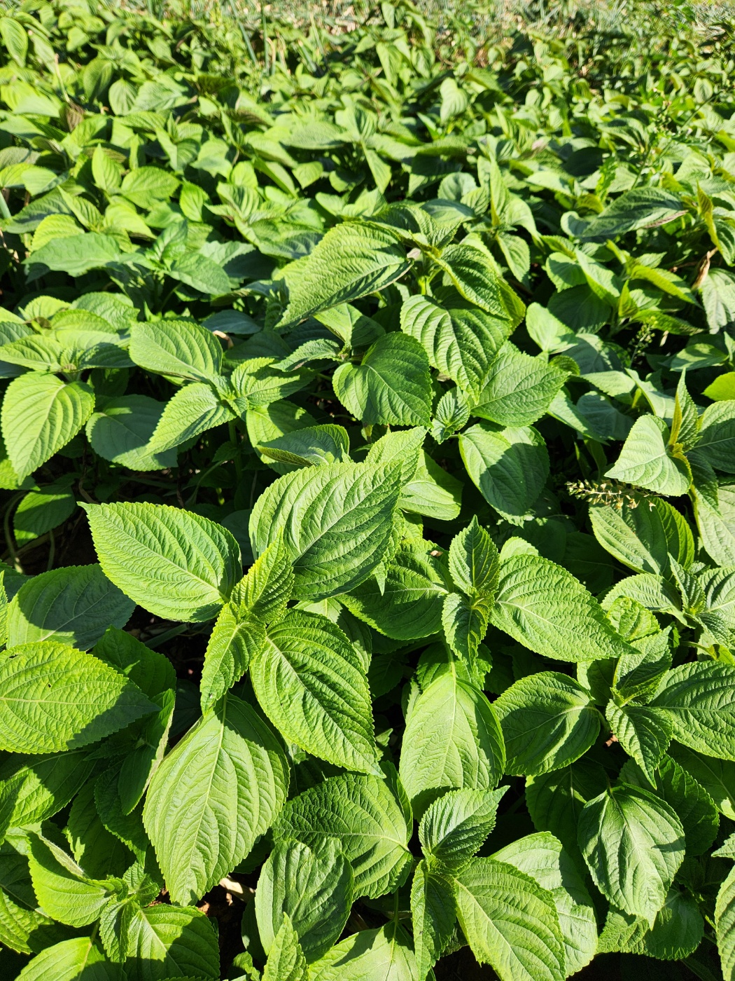 (언니네)노지 깻잎 50g(25~28장) 상세 사진 2