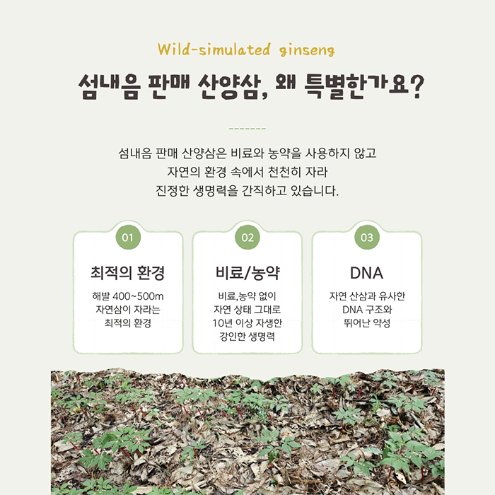 10년근 산양삼 10뿌리(회원 할인) 상세 사진 2